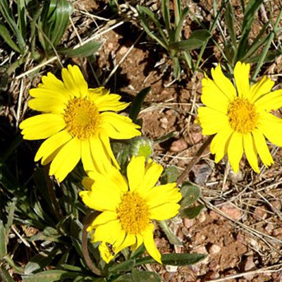 a close up of a flower