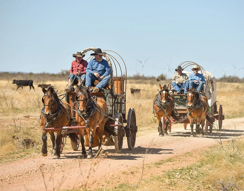 Two horse-drawn wagons on a dirt path in an open field with cattle grazing.